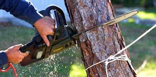 Best Root Management and Removal  in Marion, OH