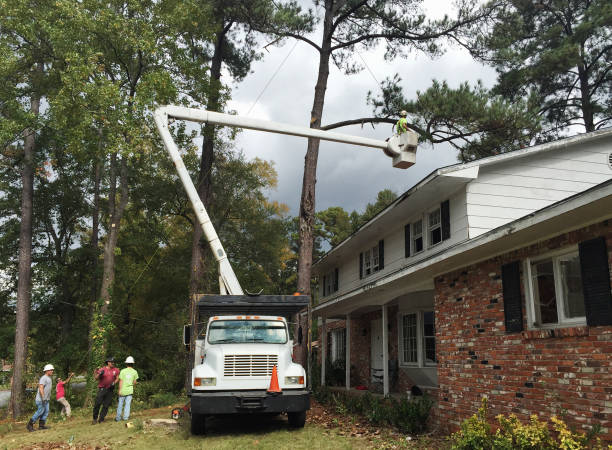 Best Tree Disease Treatment  in Marion, OH