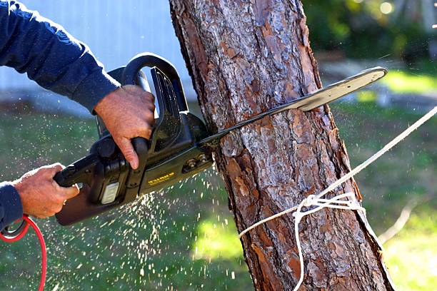 Best Firewood Processing and Delivery  in Marion, OH