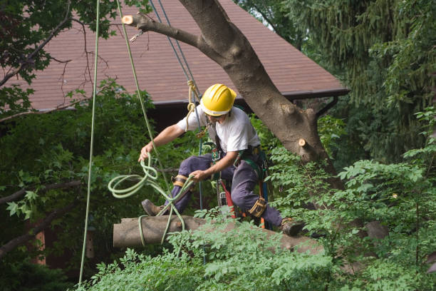 Best Tree and Shrub Care  in Marion, OH