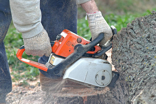 Marion, OH Tree Care Company