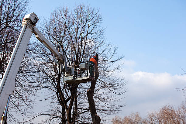 Best Fruit Tree Pruning  in Marion, OH