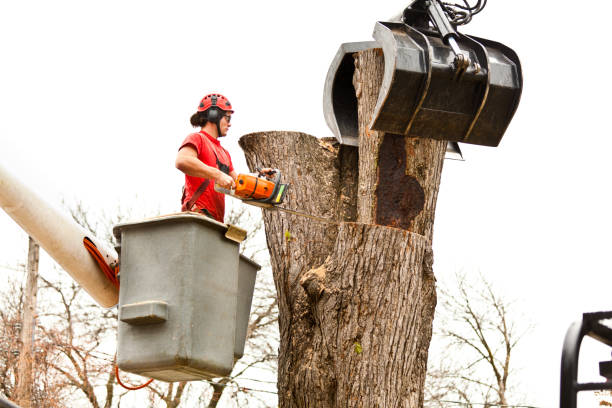 Best Seasonal Cleanup (Spring/Fall)  in Marion, OH